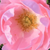 Rosa - Bodendecker rosen  - Sommerwind®